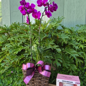 Orquídea