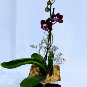 Mini Orquídea