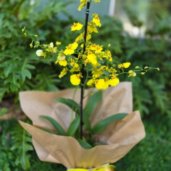 Orquídea