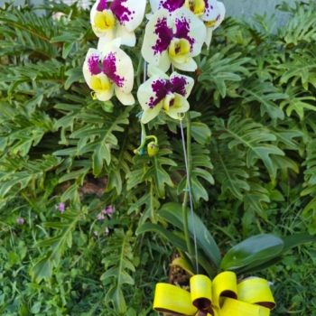Orquídea cascata