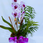 Orquídea linha Premium
