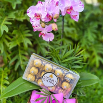 Orquídea linha Premium