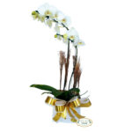 Orquídea duas hastes