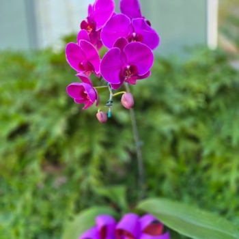 Orquídea cachepô madeira