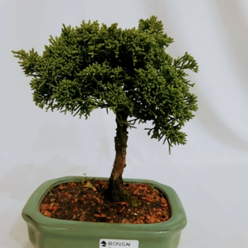 Bonsai