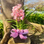 Orquídea Cymbidium