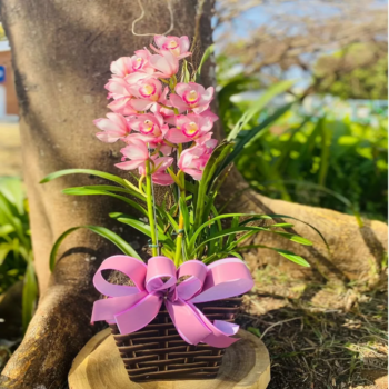 Orquídea Cymbidium