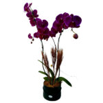 Box flower com Orquídea