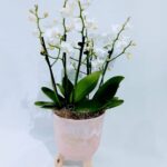 Mini orquídea Premium