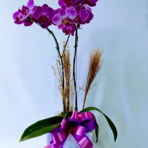 Orquídea duas hastes