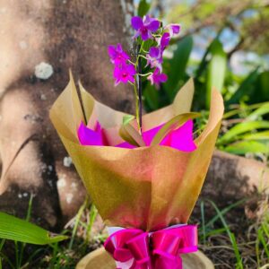 Orquídea Denfales