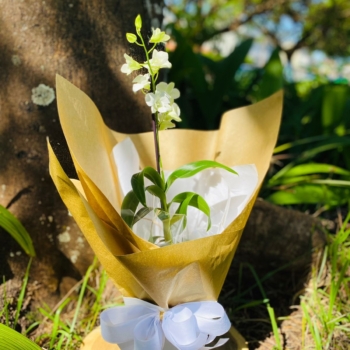 Orquídea Denfales