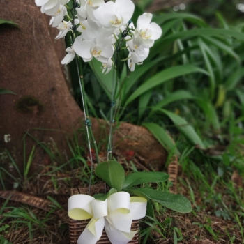 Orquídea duas hastes