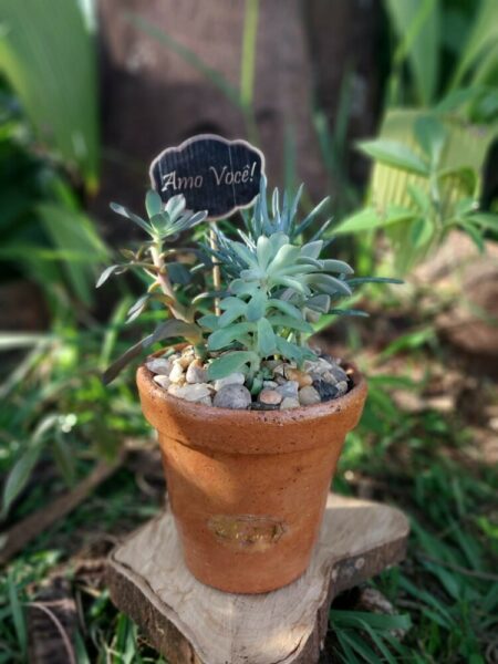 Vaso com mix de suculentas