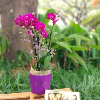 Orquídea com chocolate