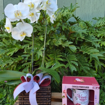 Orquídea duas hastes