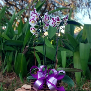 Orquídea duas hastes